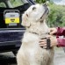 Минимойка электрическая Karcher OC Pet