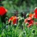 Микродождеватель шестипозиционный Gardena
